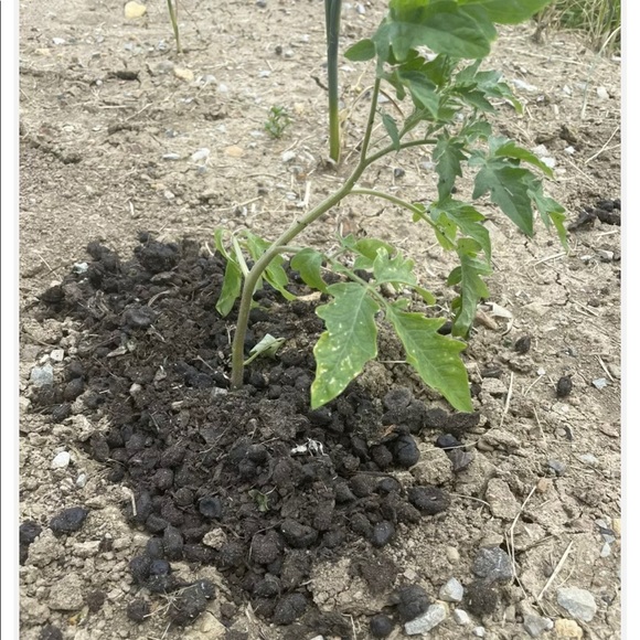 Alpaca Compost Tea, Soil Amendment, Plant food for indoor house plants - Picture 5 of 9
